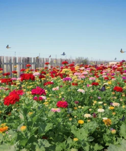 California Giant Zinnia Seeds – Heirloom Double Blooms, Vibrant Colors, 50 Seeds - Image 5