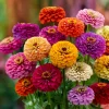 California Giant Zinnia Seeds – Heirloom Double Blooms, Vibrant Colors, 50 Seeds - Image 1