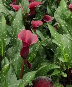 Calla Lily Flower Bulb - Unique Black, Purple, Red Perennial - Image 2