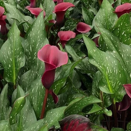 Calla Lily Flower Bulb - Unique Black, Purple, Red Perennial - Image 2