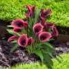 Calla Lily Flower Bulb - Unique Black, Purple, Red Perennial - Image 1