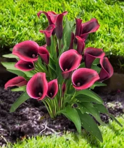 Calla Lily Flower Bulb - Unique Black, Purple, Red Perennial - Image 1