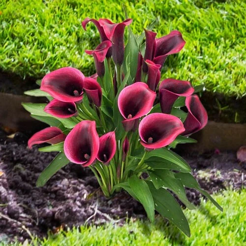 Calla Lily Flower Bulb - Unique Black, Purple, Red Perennial - Image 1