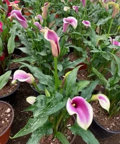 Calla Lily Live Plant in Pot – Elegant Flowering Garden & Patio Plant - Image 2