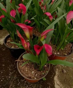 Calla Lily Live Plant in Pot – Elegant Flowering Garden & Patio Plant - Image 3