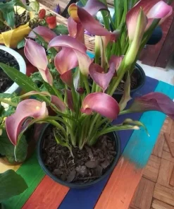 Calla Lily Live Plant in Pot – Elegant Flowering Garden & Patio Plant - Image 4