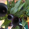 Calla Lily Live Plant in Pot – Elegant Flowering Garden & Patio Plant - Image 1