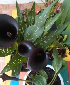 Calla Lily Live Plant in Pot – Elegant Flowering Garden & Patio Plant - Image 1