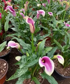 Calla Lily Live Plant - Potted Elegant Flowering Garden & Patio Plant - Image 2