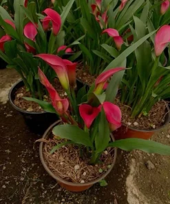 Calla Lily Live Plant - Potted Elegant Flowering Garden & Patio Plant - Image 3