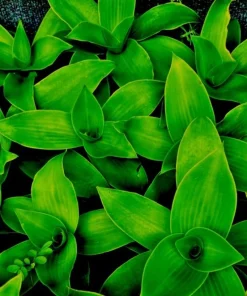 Callisia Fragrans Live Plant – Basket Chain Plant 4-7 inch Tall – Perennial Indoor/Outdoor - Image 2