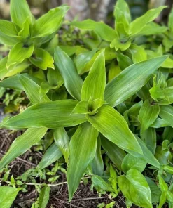Callisia Fragrans Live Plant – Basket Chain Plant 4-7 inch Tall – Perennial Indoor/Outdoor - Image 3