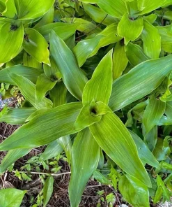 Callisia Fragrans Live Plant – Basket Chain Plant 4-7 inch Tall – Perennial Indoor/Outdoor - Image 4