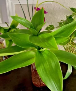 Callisia Fragrans Live Plant – Basket Chain Plant 4-7 inch Tall – Perennial Indoor/Outdoor - Image 7