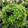 Callisia Fragrans Live Plant – Basket Chain Plant 4-7 inch Tall – Perennial Indoor/Outdoor - Image 1