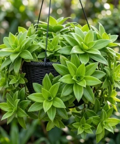 Callisia Fragrans Live Plant – Basket Chain Plant 4-7 inch Tall – Perennial Indoor/Outdoor - Image 1