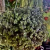Callisia Live Plant with Pot Included - Medium Potted Houseplant Indoor - Image 1