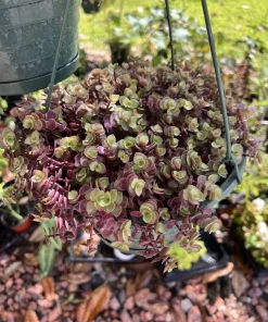 Callisia Pink Lady Turtle Vine Live Plant – Hanging Basket – Easy Care Houseplant - Image 1
