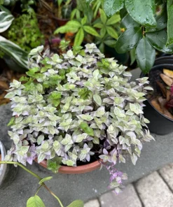 Callisia Pink Lady Turtle Vine Live Plant in Pot - Trailing Houseplant - Image 2