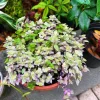 Callisia Pink Lady Turtle Vine Live Plant in Pot - Trailing Houseplant - Image 1