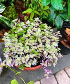 Callisia Plant in Pot - Live Houseplant for Indoor Decor - Image 1