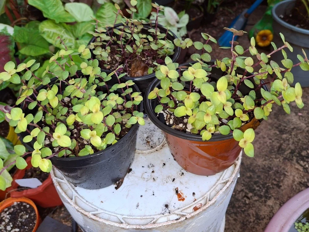 Callisia Repens Pink Lady Live Plant in Pot – Potted Houseplant - Image 2