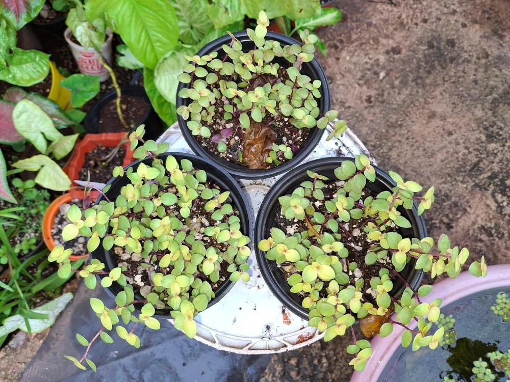 Callisia Repens Pink Lady Live Plant in Pot – Potted Houseplant - Image 3