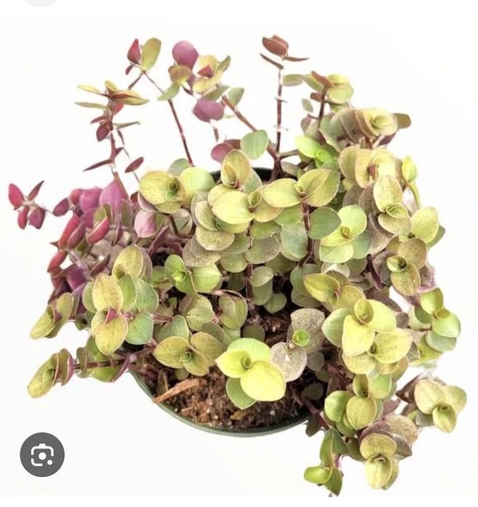 Callisia Repens Pink Lady Live Plant in Pot – Potted Houseplant - Image 1