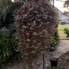 Callisia Repens Turtle Vine Live Plant - Creeping Inch Plant Trailing Houseplant - Image 1