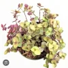 Callisia Turtle Vine Live Plant – Easy Care Trailing Houseplant in Pot - Image 1