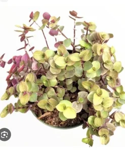 Callisia Turtle Vine Live Plant – Easy Care Trailing Houseplant in Pot - Image 1