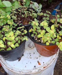 Callisia Turtle Vine Live Plant – Easy Care Trailing Houseplant in Pot - Image 2