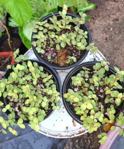 Callisia Turtle Vine Live Plant – Easy Care Trailing Houseplant in Pot - Image 3