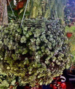 Callisia Turtle Vine Live Plant Potted - Medium Size Houseplant - Image 1