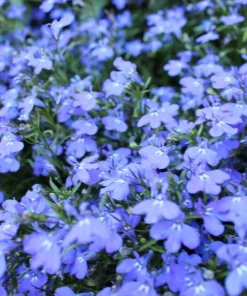 Cambridge Blue Lobelia Seeds - 200 Count Trailing Flowers for Hanging Baskets - Image 2
