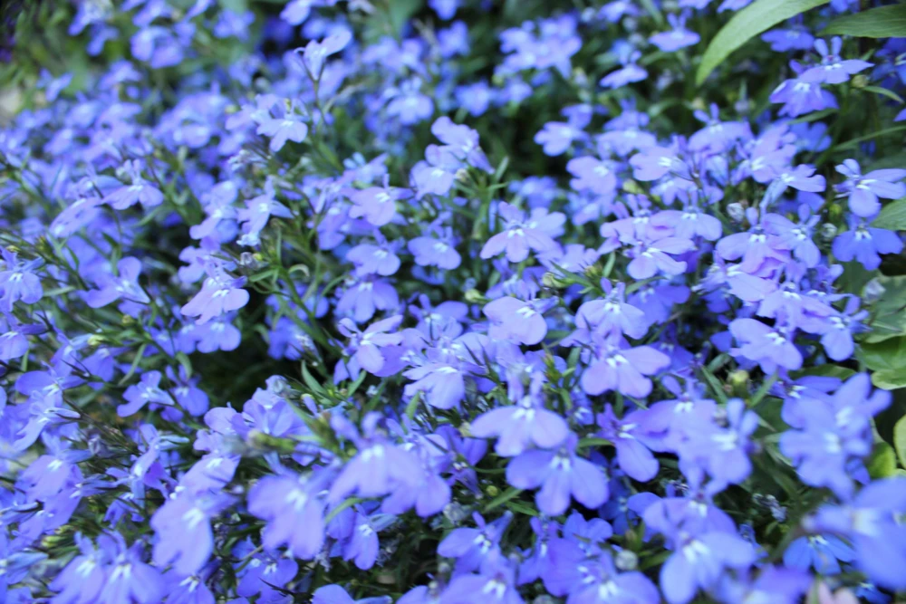 Cambridge Blue Lobelia Seeds - 200 Count Trailing Flowers for Hanging Baskets - Image 2