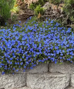 Cambridge Blue Lobelia Seeds - 200 Count Trailing Flowers for Hanging Baskets - Image 3