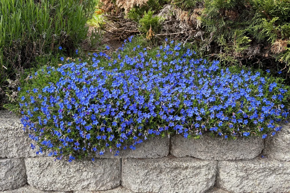 Cambridge Blue Lobelia Seeds - 200 Count Trailing Flowers for Hanging Baskets - Image 3
