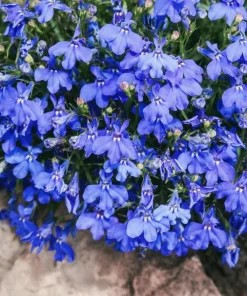 Cambridge Blue Lobelia Seeds - 200 Count Trailing Flowers for Hanging Baskets - Image 4