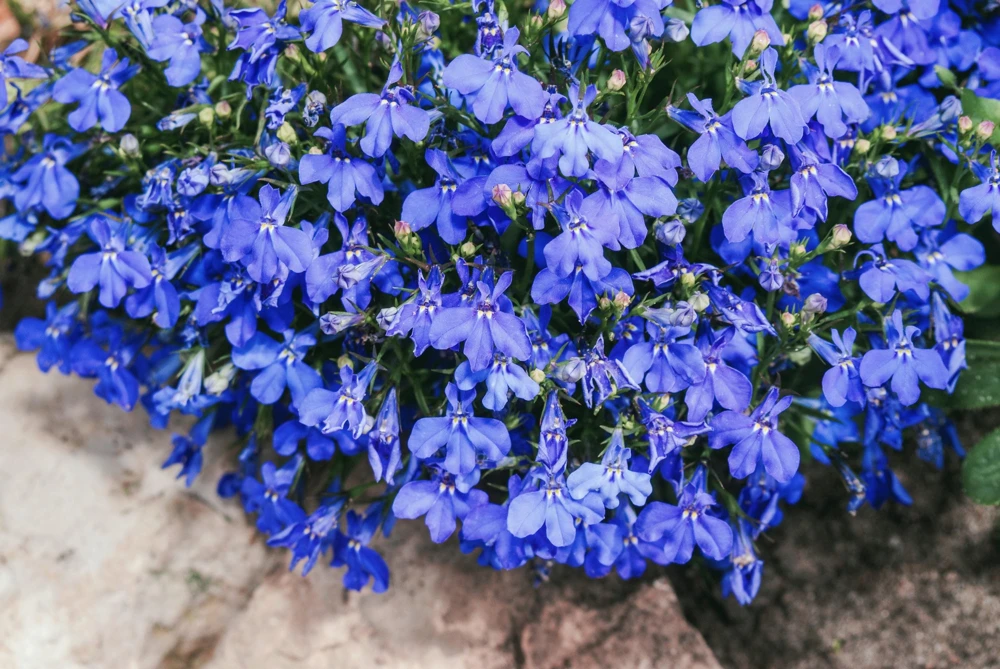 Cambridge Blue Lobelia Seeds - 200 Count Trailing Flowers for Hanging Baskets - Image 4