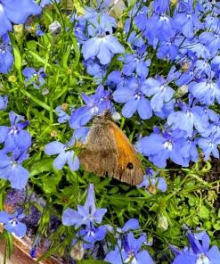 Cambridge Blue Lobelia Seeds - 200 Count Trailing Flowers for Hanging Baskets - Image 5