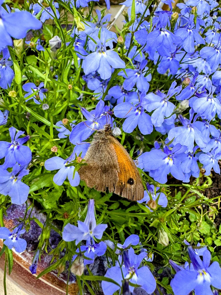 Cambridge Blue Lobelia Seeds - 200 Count Trailing Flowers for Hanging Baskets - Image 5