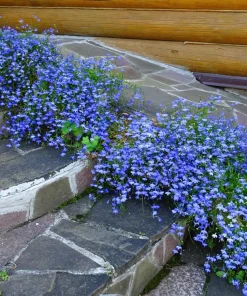 Cambridge Blue Lobelia Seeds - 200 Count Trailing Flowers for Hanging Baskets - Image 6