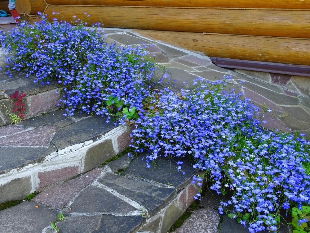 Cambridge Blue Lobelia Seeds - 200 Count Trailing Flowers for Hanging Baskets - Image 6