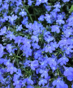 Cambridge Blue Lobelia Seeds - 200 Count Trailing Flowers for Hanging Baskets - Image 7