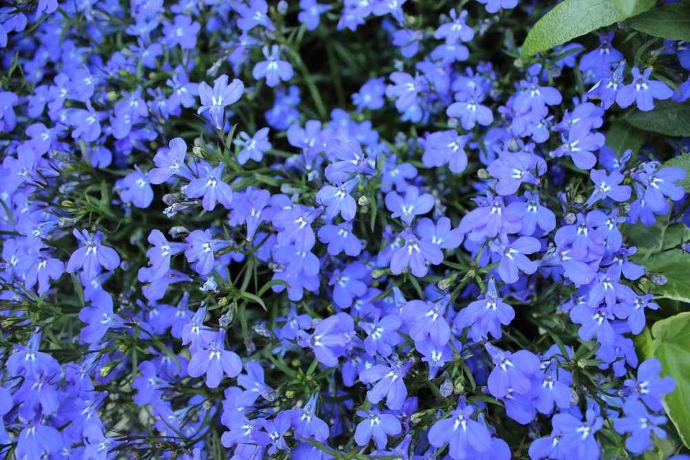 Cambridge Blue Lobelia Seeds - 200 Count Trailing Flowers for Hanging Baskets - Image 7