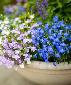 Cambridge Blue Lobelia Seeds - 200 Count Trailing Flowers for Hanging Baskets - Image 8