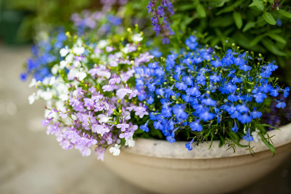 Cambridge Blue Lobelia Seeds - 200 Count Trailing Flowers for Hanging Baskets - Image 8