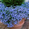 Cambridge Blue Lobelia Seeds - 200 Count Trailing Flowers for Hanging Baskets - Image 1
