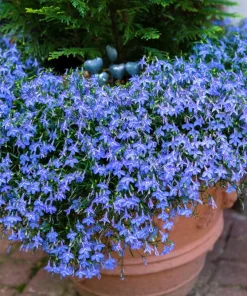 Cambridge Blue Lobelia Seeds - 200 Count Trailing Flowers for Hanging Baskets - Image 1